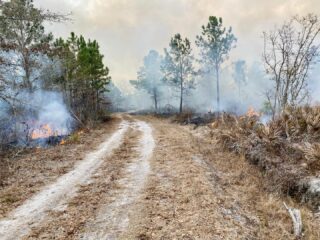 🔥 Controlled Burning??
Aids in promoting native growth, natural insect control, and prepping for the planting of new pine trees. 🌱 
#the5oaksfarm #controlledburning #gaforestrycommission #babypinescomingsoon #wildlifeprojects