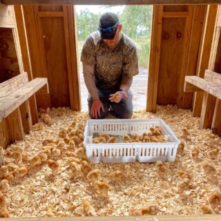 Newest additions to the Five Oaks Farm family!🐣 These girls are pretty vocal... LOL swipe to hear how our car ride home went.🤣 #newchicksontheblock #ourgirls #fiveoaksfarm #hylinebrown #hylinenorthamerica #wherethateggat