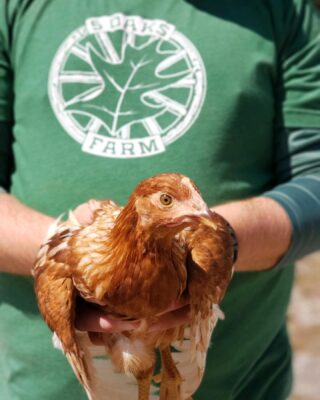 ✨ Our newest babes are now in their teenage stage 🐥
.
Did you know you can benefit by mixing guinea fowl in with your free range chickens? 
.
Here are some key benefits:

1️⃣ Natural means of pest control 
2️⃣ Protectors… Guineas are LOAD and are A+ overachievers in the squawking game lol. They will alert your flock of danger in a heartbeat!
3️⃣ Natural weed killers and fertilizers. Our chickens roam freely through the pecan orchard, so the guineas happily accompany them 

#the5oaksfarm #freerange 
#sustainablefarming #raisinghens #raisingguineas