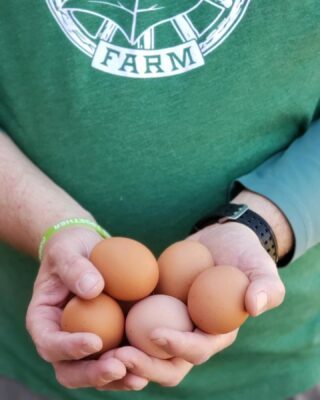 ✨ Can’t forget about our OG girls that produce our yummy Five Oaks eggs for y’all every week! 🐓

#keepitupgirls #the5oaksfarm #farmfresheggs #freerange #sustainablefarming