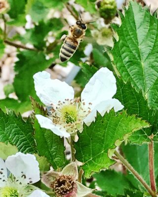 We love seeing these visitors in the garden 🪴🐝 
#abeeslife #the5oaksfarm #pollinators