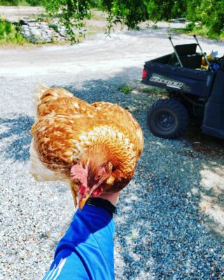 ✨Meet Henrietta 🐔
This crazy chick decides to venture out every now and then. She made her way over to the Hydro-Conex today to say hello to @jheathsmith! Last time she left an 🥚 at the door! It’s true what they say, love your animals and they will love you. ☺️
#the5oaksfarm #meettheanimals #henrietta #suchagoodgirl #truefreerangehens #farmfresheggs #holisticgrowing #farmlife #farmtotable