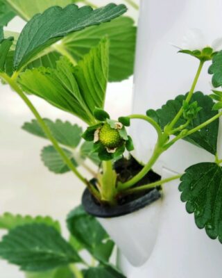 ✨ We have our first strawberry in the tower garden 🙌🏻
#excitingthingshappening #towergarden #aeroponics #the5oaksfarm #localproduce #supportlocal #itsthelittlethings 🍓