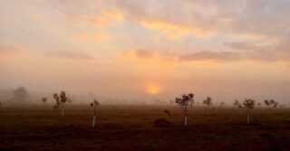 ✨There’s nothing like a sunrise and a morning haze 🌤
#5oaksfarm #orchard #pecans