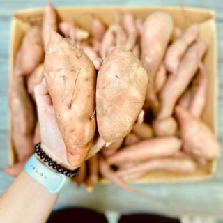 ✨Sweet Potatoes are coming in✨
Perfect for pie, soufflés, and of course a good ole faithful baked sweet potato! DM us to become a part of our weekly produce email list. Don’t miss out on the farm fresh goodness!🔥🥔
#shoplocal #farmtotable #dontmissout #the5oaksfarm #feedingthegoldenisles #farmfresh #holisticgrowing