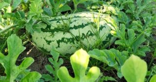 ✨We got us some good lookin melons out here 😍
#the5oaksfarm #melonmonday