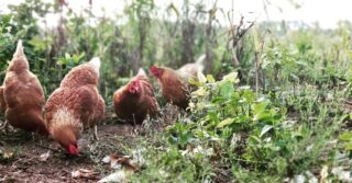 ✨Just hangin’ with our main chicks✨ 
#truefreerange #hylinebrowns #holisticfarming #farmtotable #ourmainchicks #the5oaksfarm #mindsoftheirown #theydowhattheywant #goodgirls