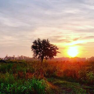 ✨Another beautiful sunrise this AM✨
#bethankful #godisgood #farmland #homestead #farmtotable #whataview #thegoldenisles #holisticfarming